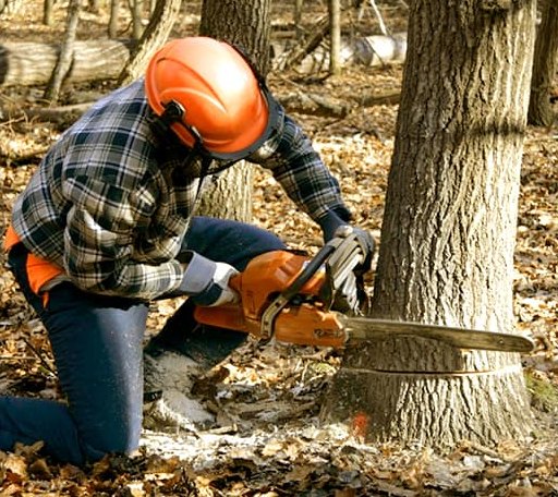 Tree Removal in Cutler, ME